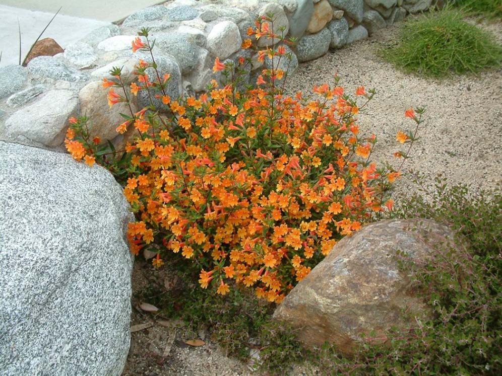 Mimulus Detail