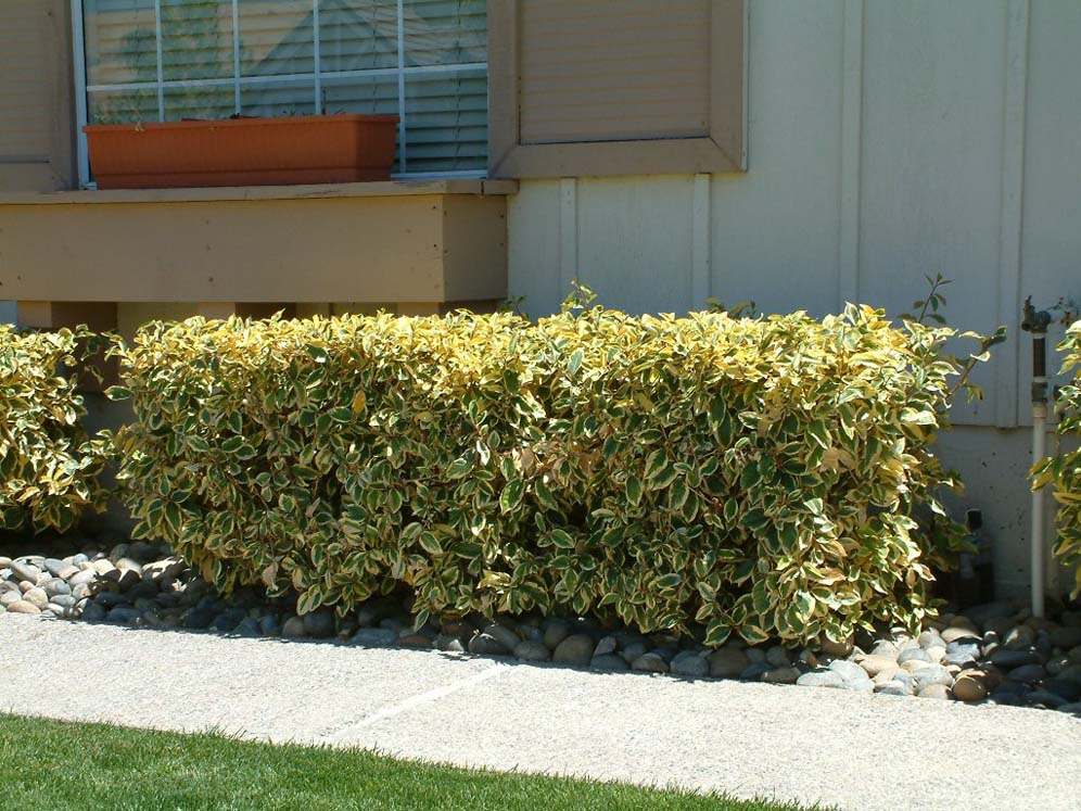 Hedge Next to Walkway