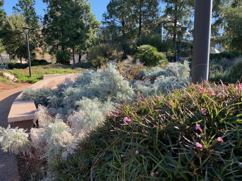 SBV Water Conservation Demo Garden3