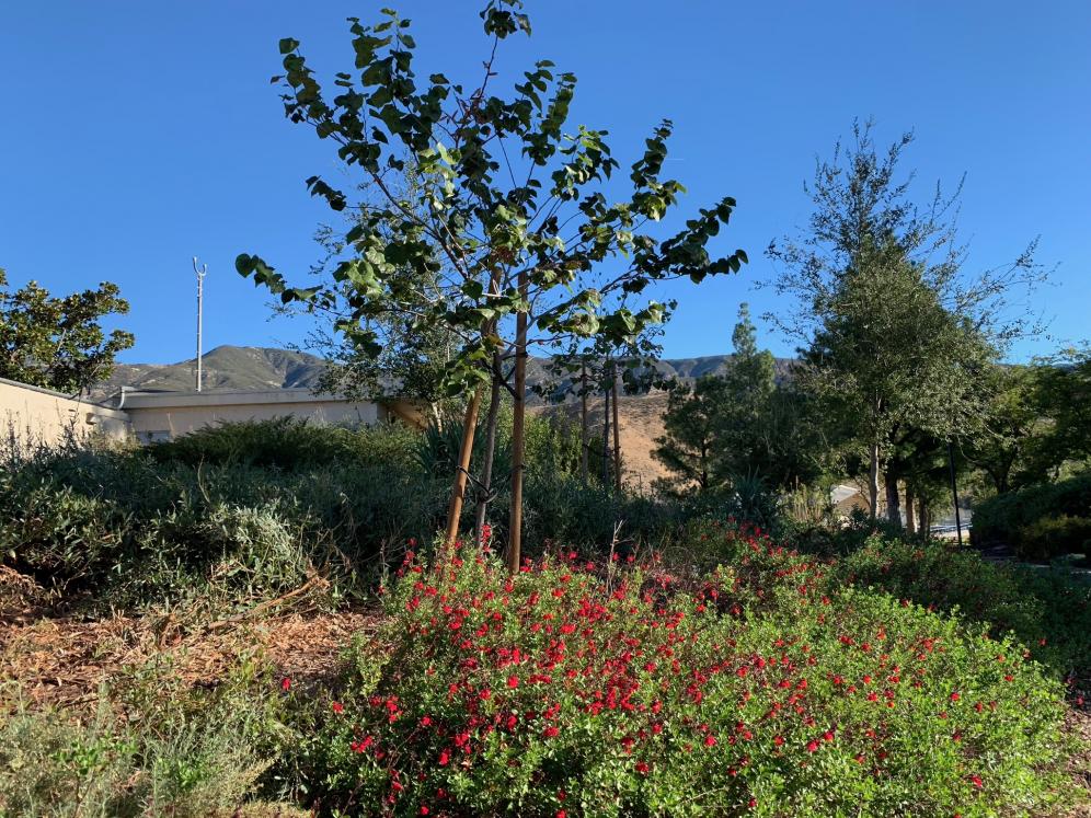 SBV Water Conservation Demo Garden6