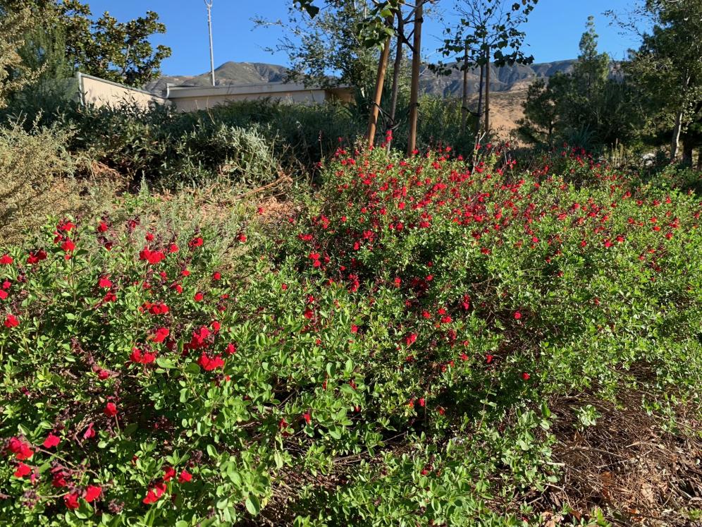 SBV Water Conservation Demo Garden7