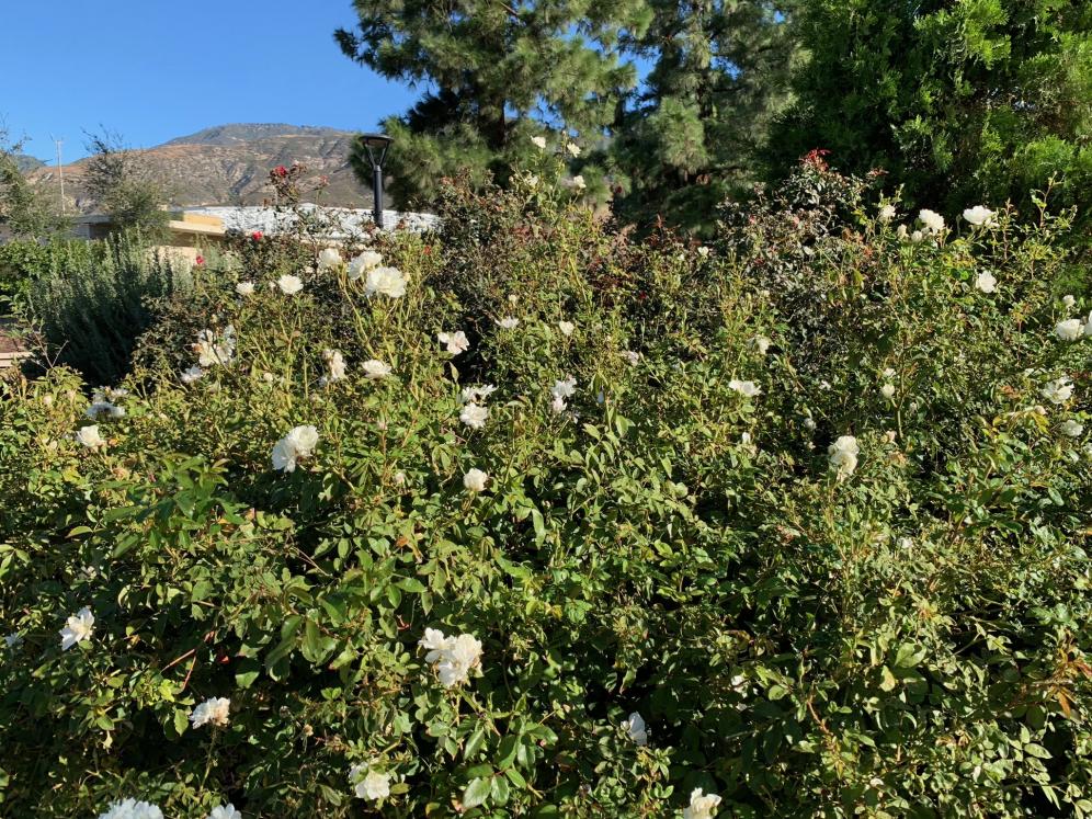 SBV Water Conservation Demo Garden8