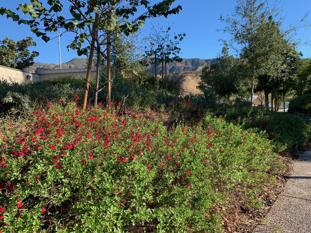 SBV Water Conservation Demo Garden11