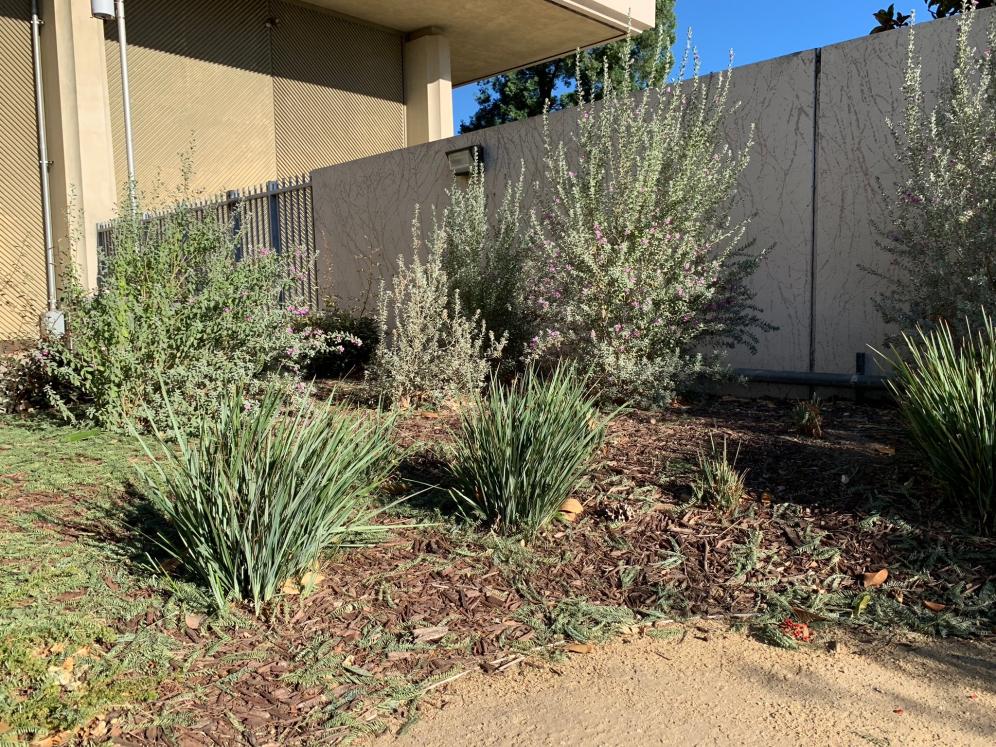 SBV Water Conservation Demo Garden12