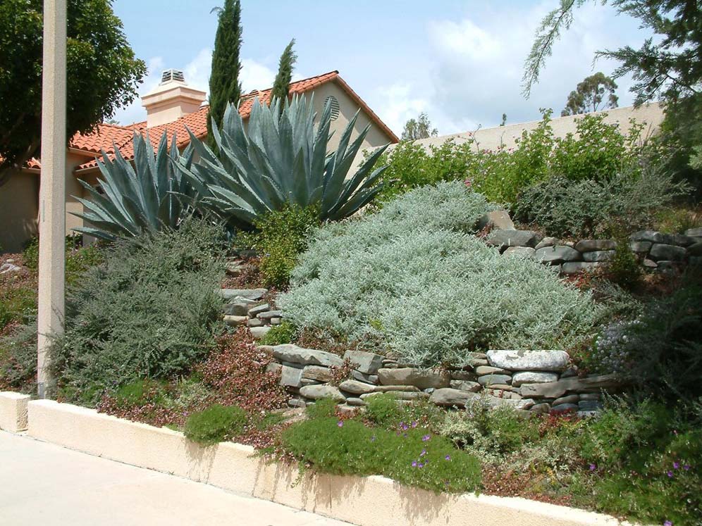 Agave Hillside