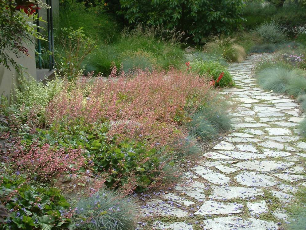 Heuchera on the Path