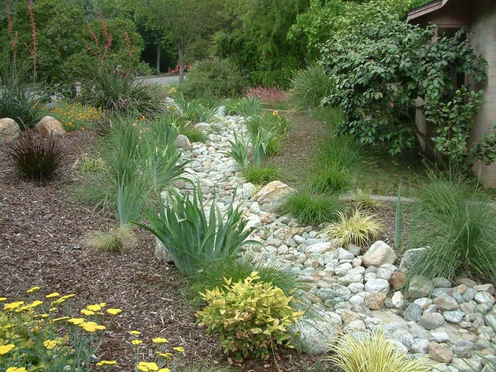 Dry Creek Bed with Irises