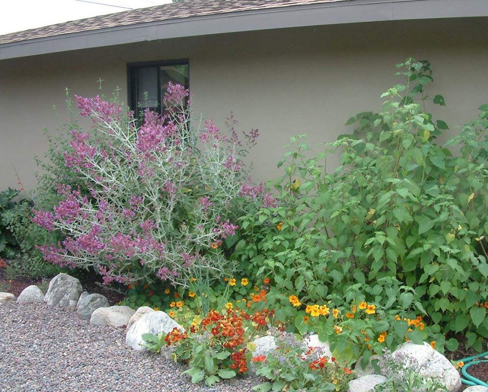 Foundation Planting Near Home