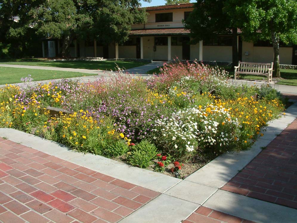 Perennial Bed at College