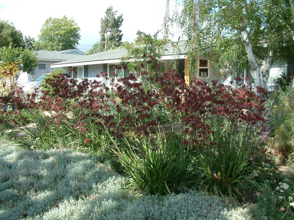 Tall Red Kangaroo Paws in Front