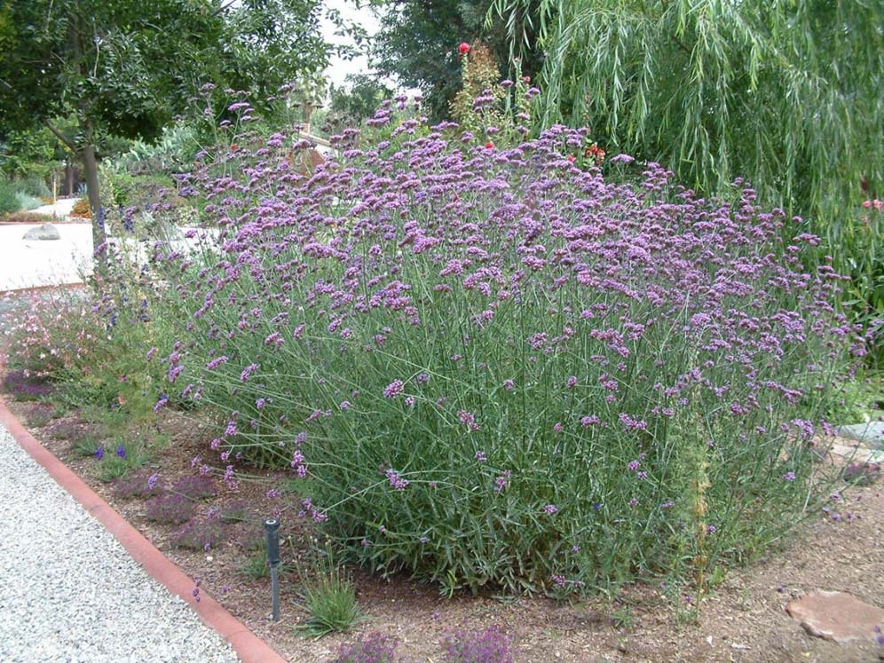 Tall Verbena