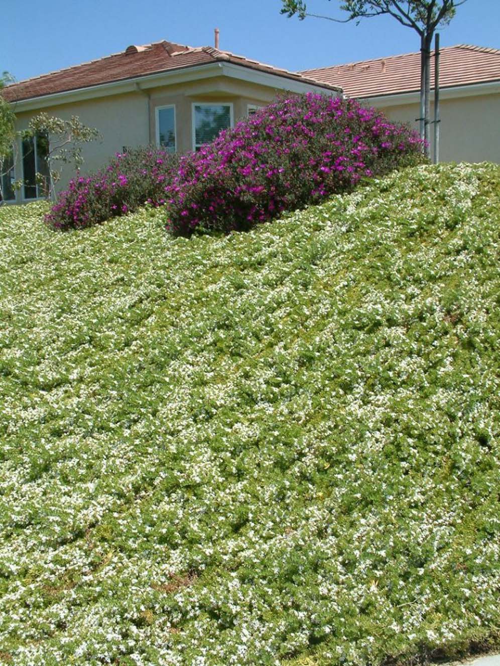 San Bernandino Suburban Hillside