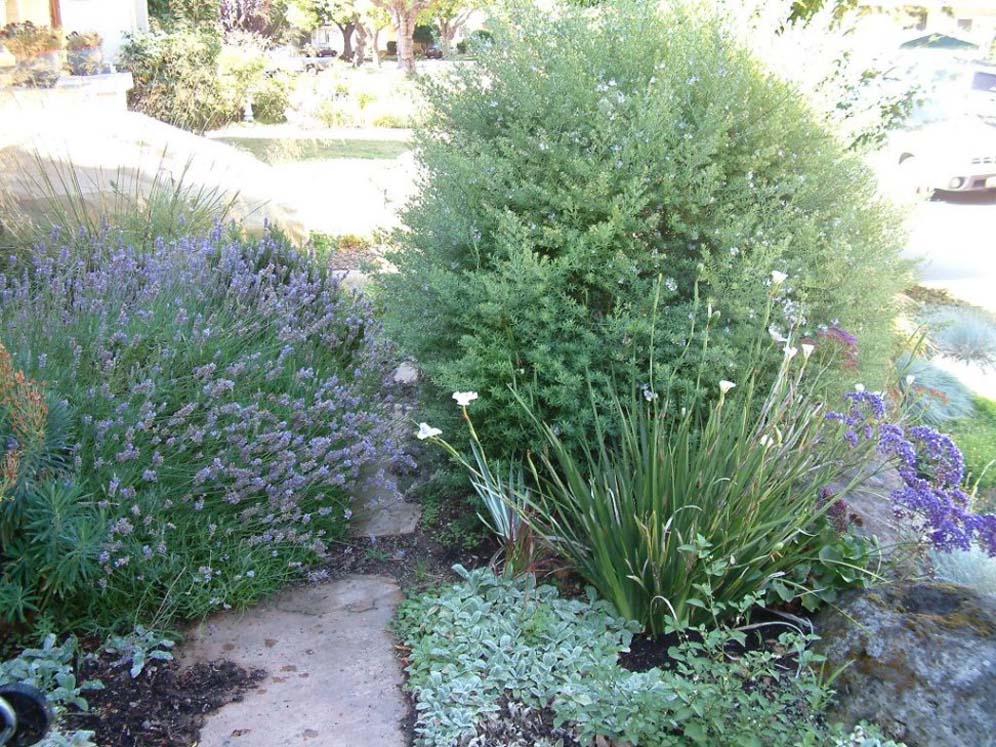 Dietes and Lavendar Wonder