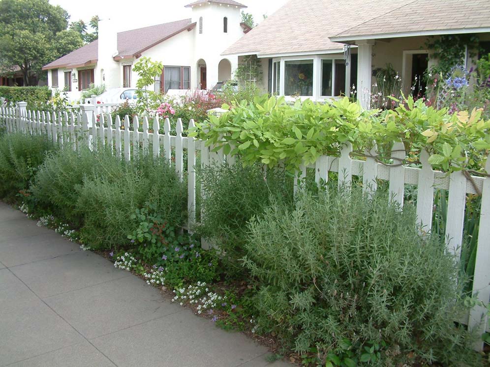 The Outside Fence Planting