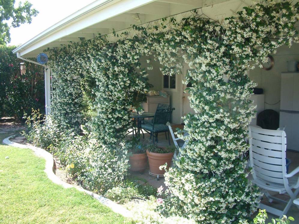 Wow Star Jasmine