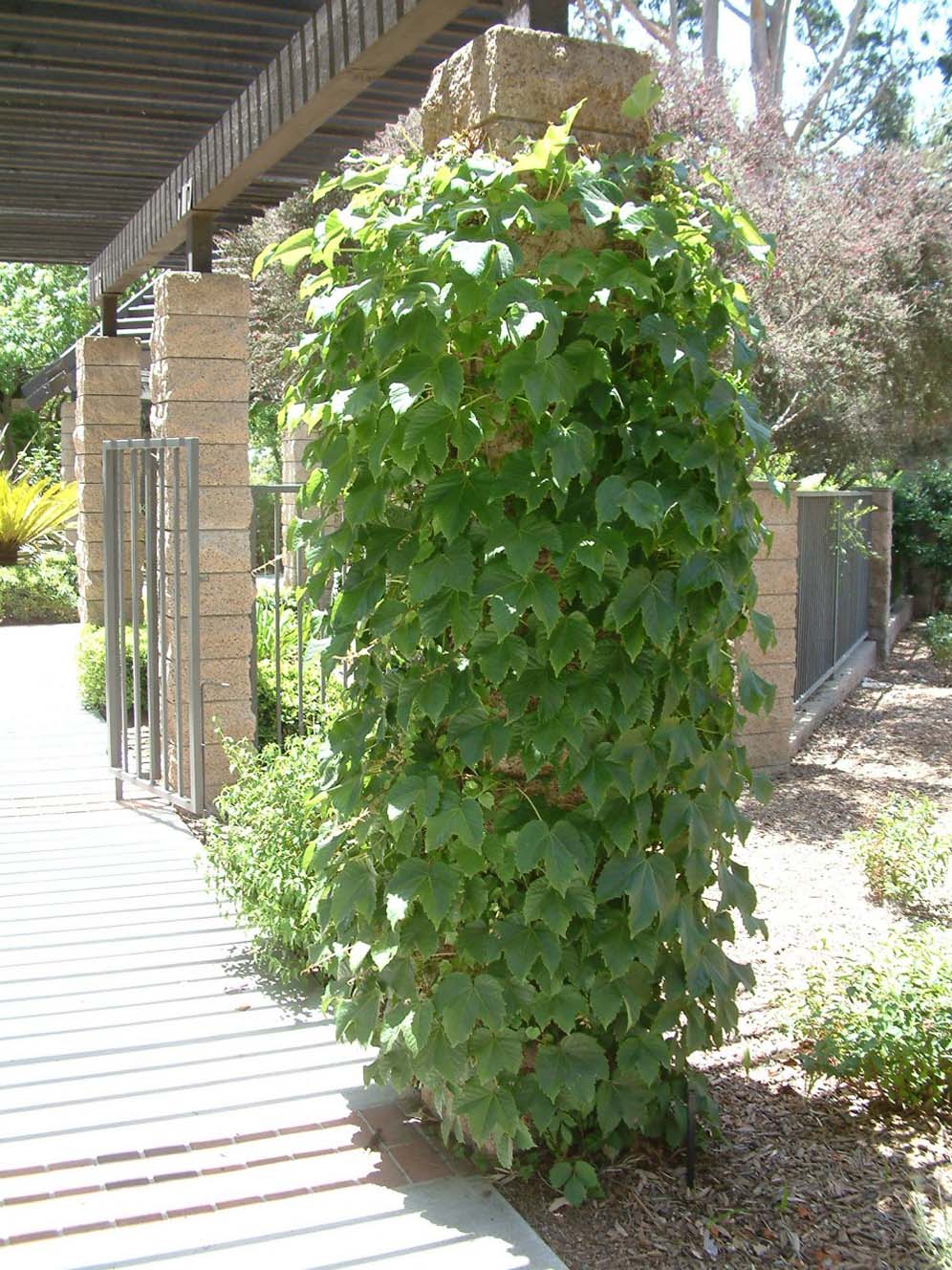 Demonstration Garden 2