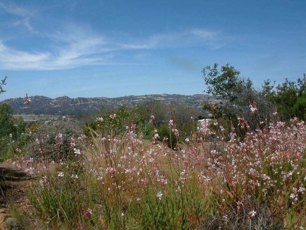 Wispy Clouds in Mennifee Valley