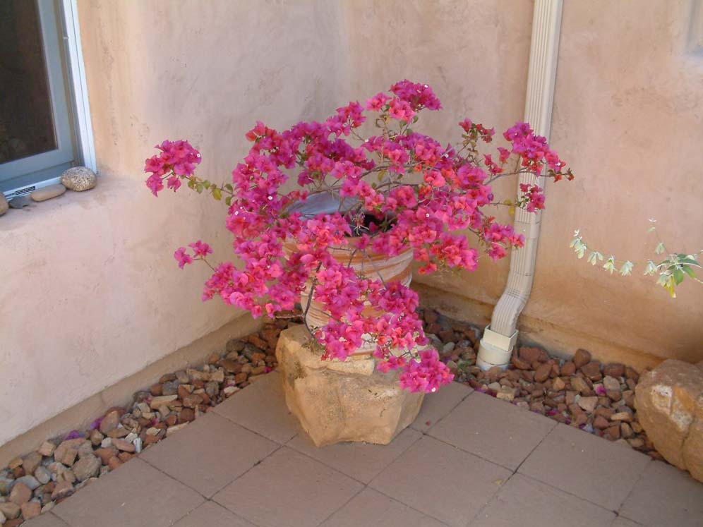 Patio Pot of Bouganvillea