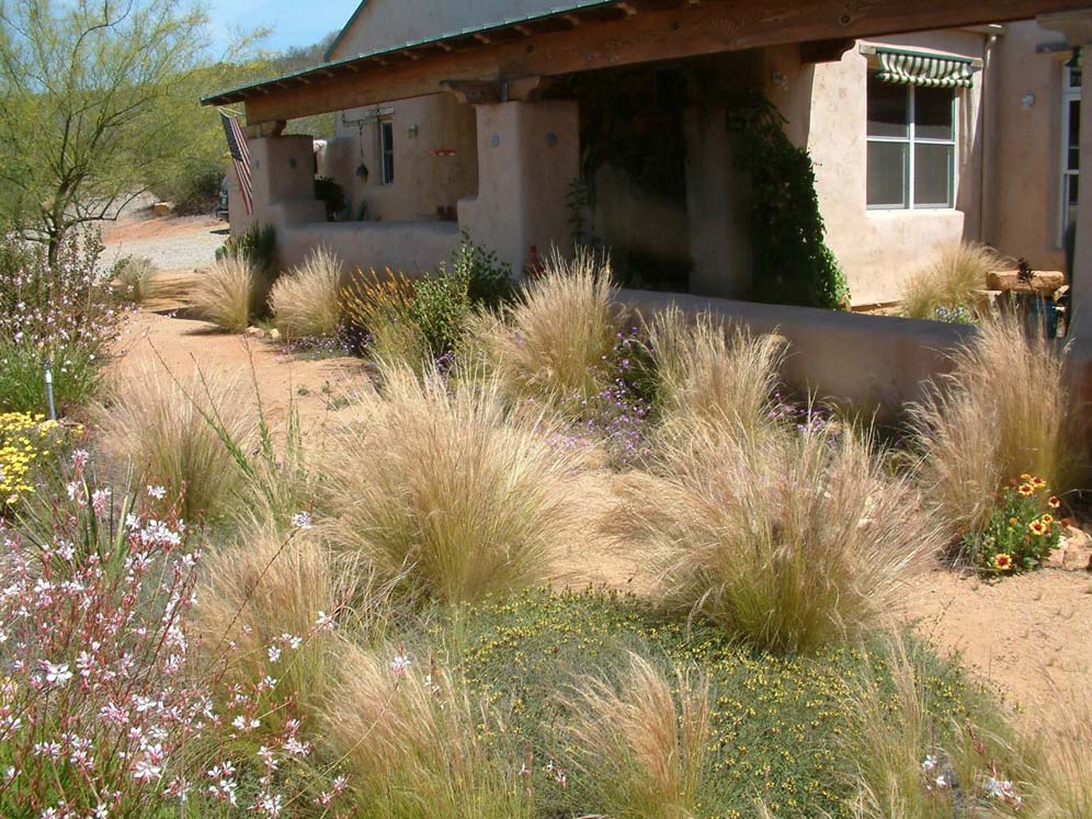 Mexican Fan Grass