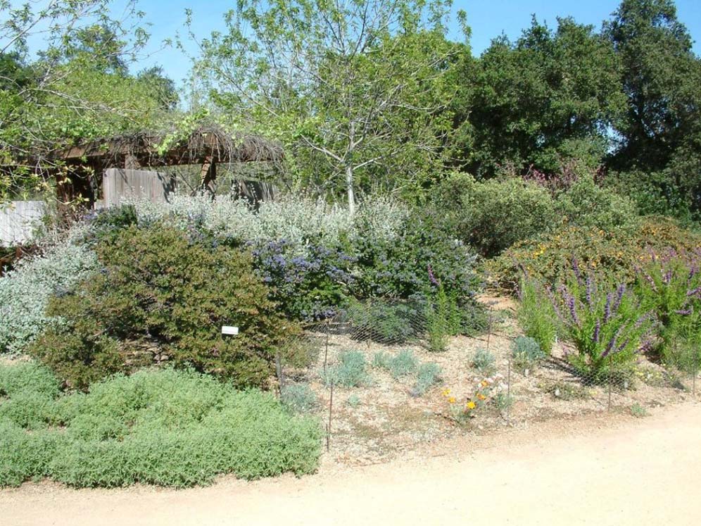 Rancho Santa Ana Shrub Border