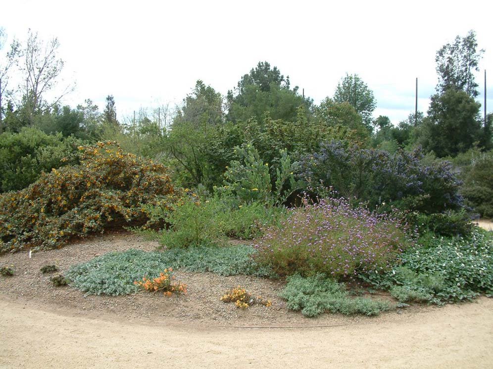 Rancho Shrub Border