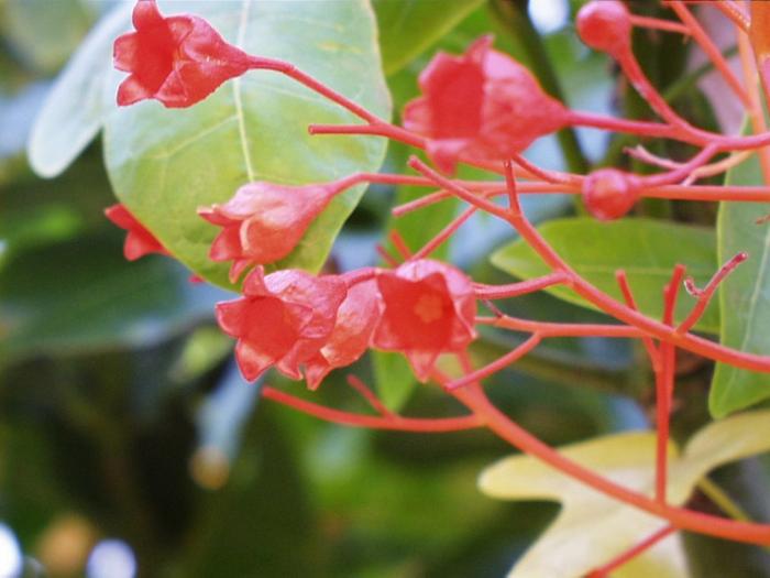 Plant photo of: Brachychiton acerifolius