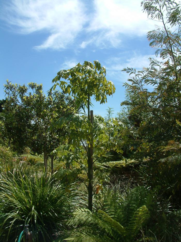 Plant photo of: Brachychiton acerifolius