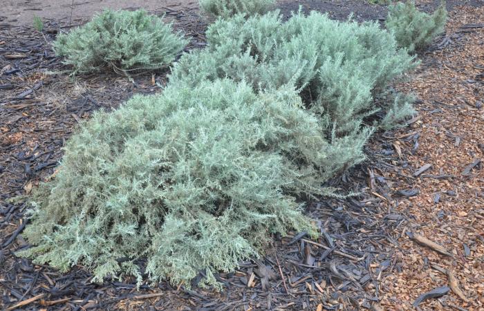 Plant photo of: Artemisia 'Montara'