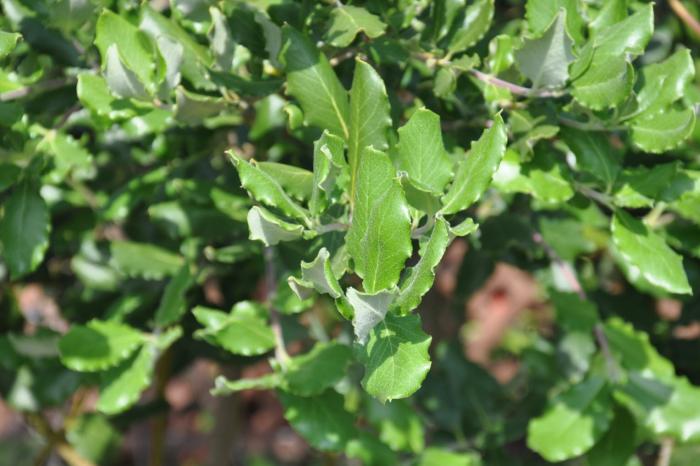 Plant photo of: Garrya elliptica 'James Roof'