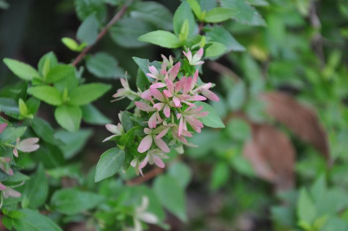 Plant photo of: Abelia X grandiflora