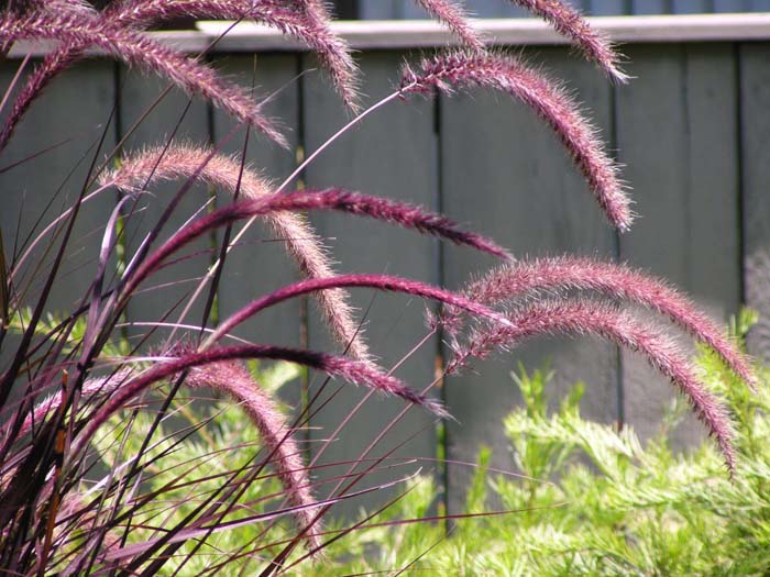 Plant photo of: Pennisetum setaceum 'Rubrum'