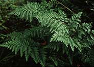 Leather Leaf Fern