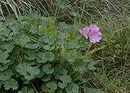 Checkerbloom