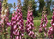 Foxglove