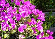 Bougainvillea Brasil