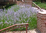 Provence Lavender