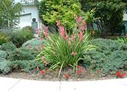 Evergreen Watsonia, Bugle Lily