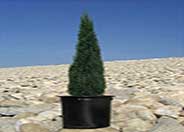 Tiny Towers Italian Cypress