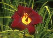 Acapulco Night Hybrid Daylily