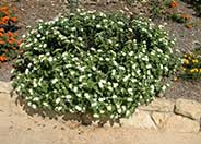 White Trailing Lantana