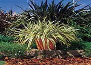 Tricolor Mountain Flax