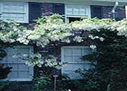 White Flower Chinese Wisteria