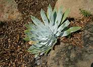 Chalk Dudleya, Chalk-Lettuce