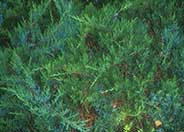 Broadmoor Juniper