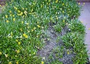 Semi-trailing Yellow Gazania