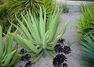 Octopus Agave