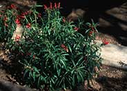 Red Mexican Lobelia