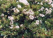 Jade Plant