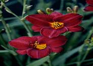 Frankly Scarlet Hybrid Daylily