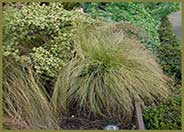 Frosted Curls Sedge